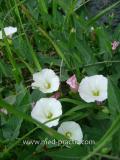 Պատատուկ դաշտային -  Вьюнок полевой - Field Bindweed