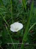 Պատատուկ դաշտային -  Вьюнок полевой - Field Bindweed