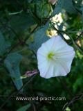 Вьюнок полевой - Field Bindweed