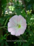 Պատատուկ դաշտային -  Вьюнок полевой - Field Bindweed