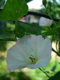 Պատատուկ դաշտային -  Вьюнок полевой - Field Bindweed