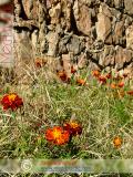 Бархатцы мелкоцветные   - Tagetes patula L.