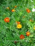 Бархатцы мелкоцветные   - Tagetes patula L.