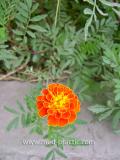 Бархатцы мелкоцветные   - Tagetes patula L.