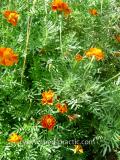 Бархатцы мелкоцветные   - Tagetes patula L.