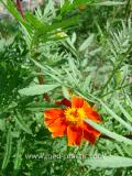 Бархатцы мелкоцветные   - Tagetes patula L.