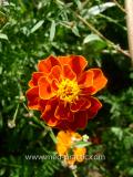 Бархатцы мелкоцветные   - Tagetes patula L.