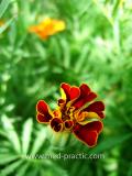 Бархатцы мелкоцветные   - Tagetes patula L.