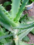 Алоэ древовидное- Aloe arborescens Mill