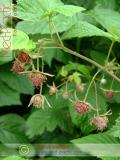 Малина – Rubus idaeus L.