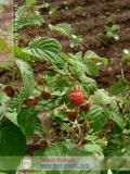 Малина – Rubus idaeus L.