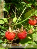 Малина – Rubus idaeus L.