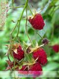 Малина – Rubus idaeus L.