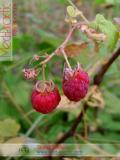 Малина – Rubus idaeus L.