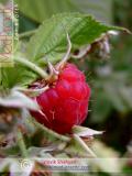 Малина – Rubus idaeus L.