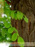 Акация белая – Acacia alba L., Robinia pseudoacacia L.