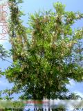 Акация белая – Acacia alba L., Robinia pseudoacacia L.