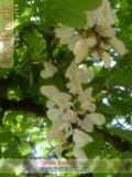 Акация белая – Acacia alba L., Robinia pseudoacacia L.