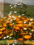 Календула лекарственная - Calendula officinalis L.