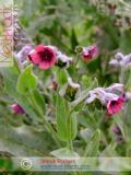 Чернокорень лекарственный  - Cynoglossum officinale L.