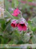 Чернокорень лекарственный  - Cynoglossum officinale L.