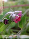 Чернокорень лекарственный  - Cynoglossum officinale L.