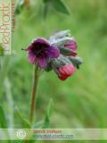 Чернокорень лекарственный  - Cynoglossum officinale L.