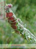 Чернокорень лекарственный  - Cynoglossum officinale L.