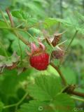 Малина – Rubus idaeus L.