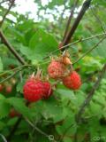 Малина – Rubus idaeus L.