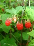 Малина – Rubus idaeus L.