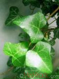 Плющ обыкновенный - Hedera helix L.