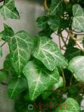 Плющ обыкновенный - Hedera helix L.