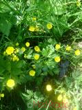 Лютик  Едкиж - Buttercup Ranunculus - acer_L.