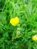 Лютик  Едкиж - Buttercup Ranunculus - acer_L.