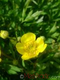 Лютик  Едкиж - Buttercup Ranunculus - acer_L.