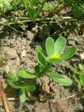 Портулак огородний - Portulaca oleracea L.