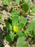 Портулак огородний - Portulaca oleracea L.