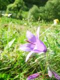 Колокольчик широколистный - Campanula latifolia L.