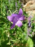 Колокольчик широколистный - Campanula latifolia L.