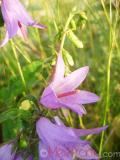 Колокольчик широколистный - Campanula latifolia L.