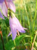 Колокольчик широколистный - Campanula latifolia L.