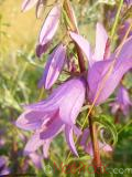 Колокольчик широколистный - Campanula latifolia L.