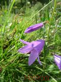 Колокольчик широколистный - Campanula latifolia L.