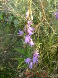 Колокольчик широколистный - Campanula latifolia L.