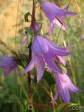 Колокольчик широколистный - Campanula latifolia L.