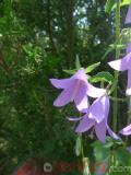 Колокольчик широколистный - Campanula latifolia L.