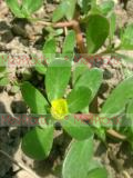 Портулак огородный - Portulaca oleracea L.