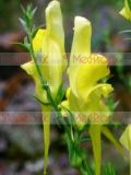 Льнянка обыкновенная - Common Toadflax Linaria vulgaris