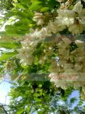 Акация белая - Acacia alba L., Robinia pseudoacacia L.